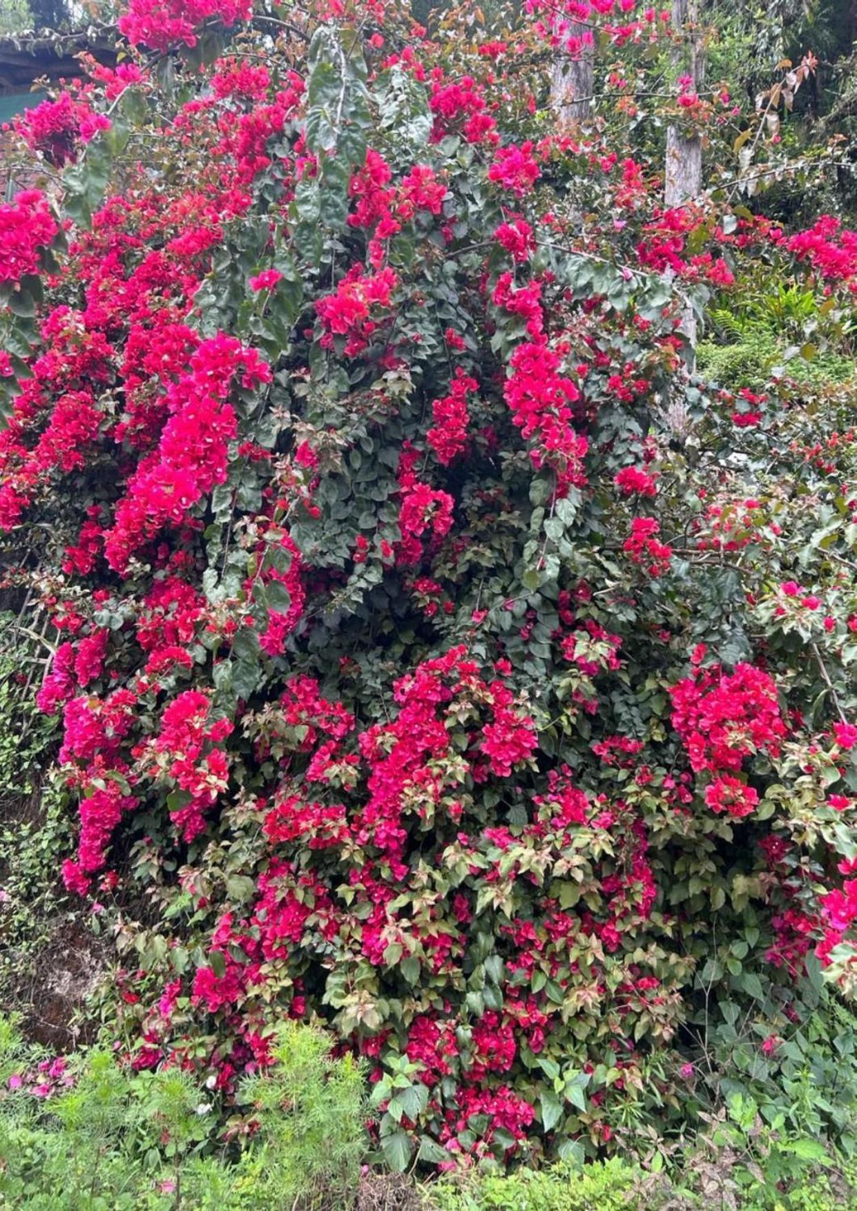 Silk Route Lingtam Resort Eksteriør bilde